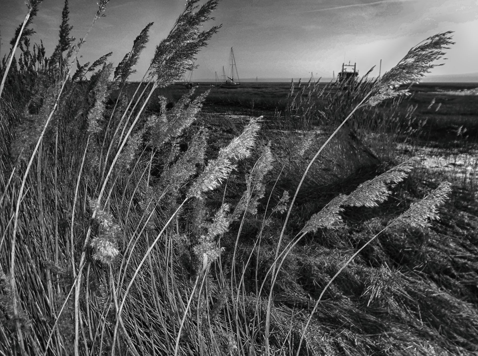 a close up of a dry grass field